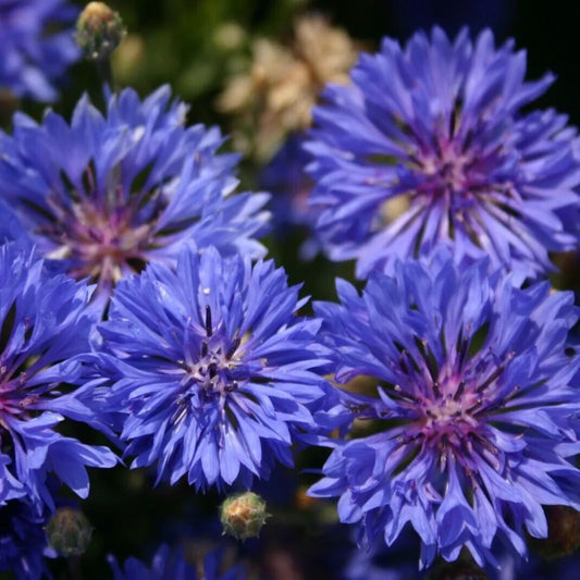 50 Dwarf Blue Bachelor's Button Flower Flowers Annual Seeds | www.seedsplantworld.com