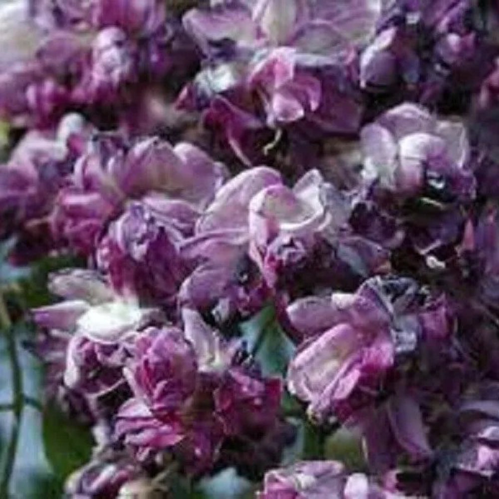 5 Purple Chinese Wisteria Vine Climbing Flower Rare Perennial Seeds | www.seedsplantworld.com