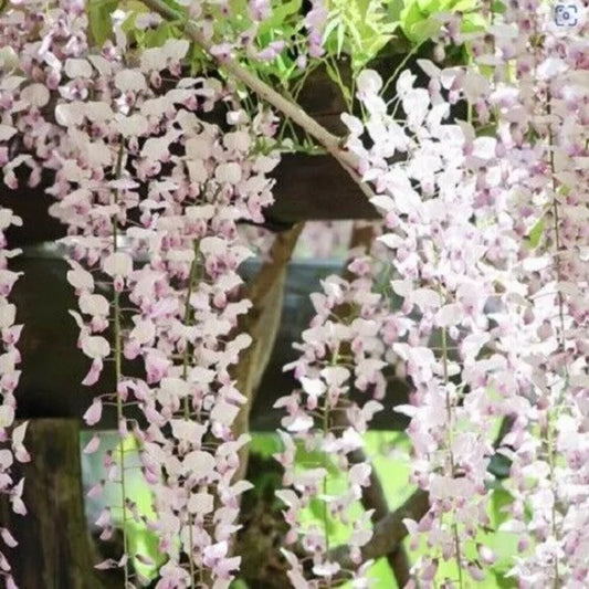 5 Kuchi Beni Wisteria Vine Climbing Flower Perennial Seeds | www.seedsplantworld.com