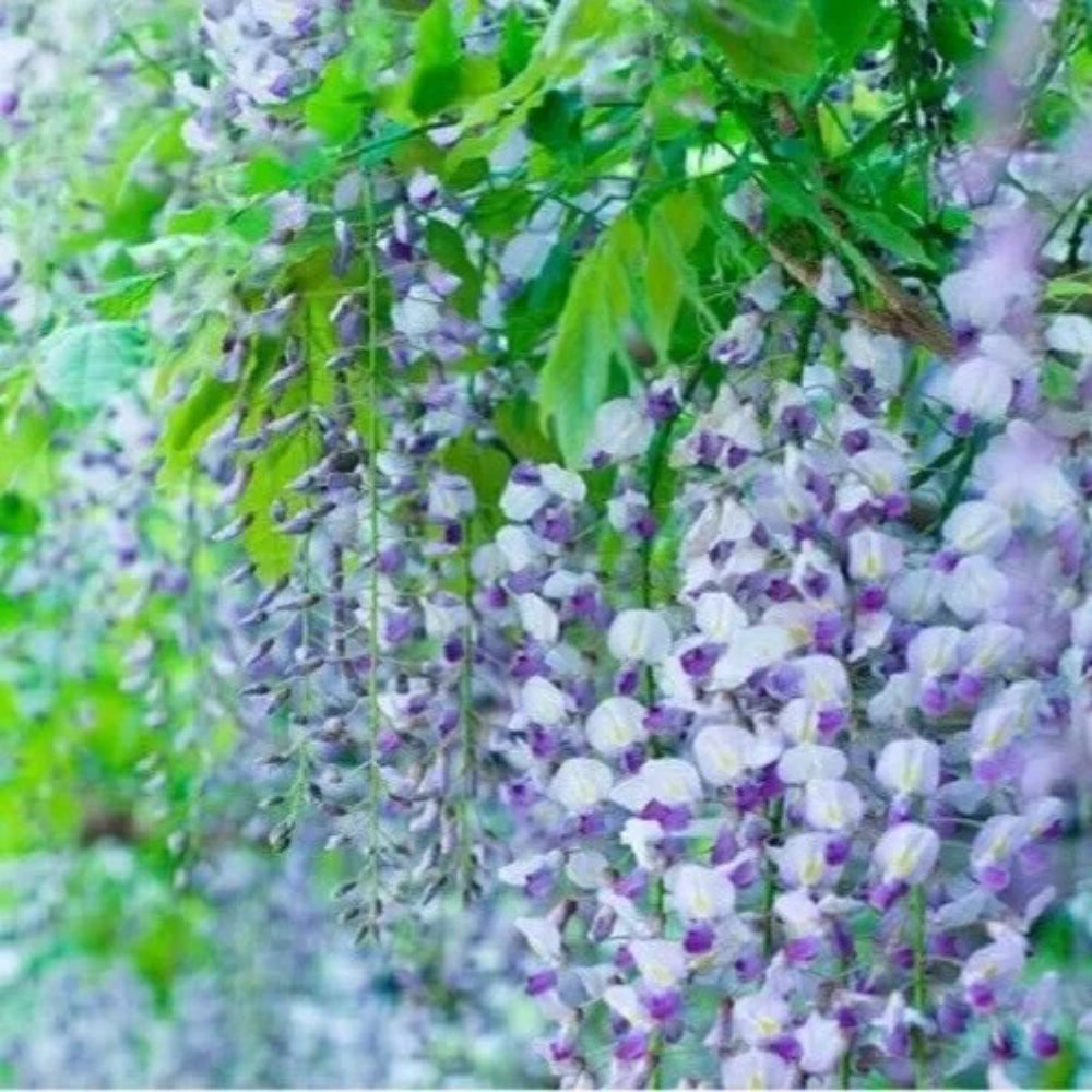 5 Lavendar Wisteria Vine Climbing Flower Perennial Seeds | www.seedsplantworld.com