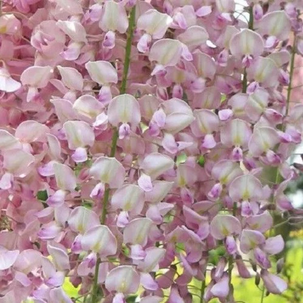 5 Light Pink Wisteria Vine Climbing Flower Perennial Seeds | www.seedsplantworld.com