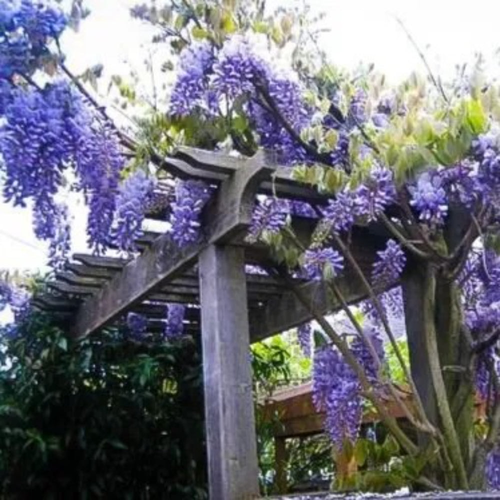 5 Amethyst Wisteria Vine Climbing Flower Perennial Seeds | www.seedsplantworld.com