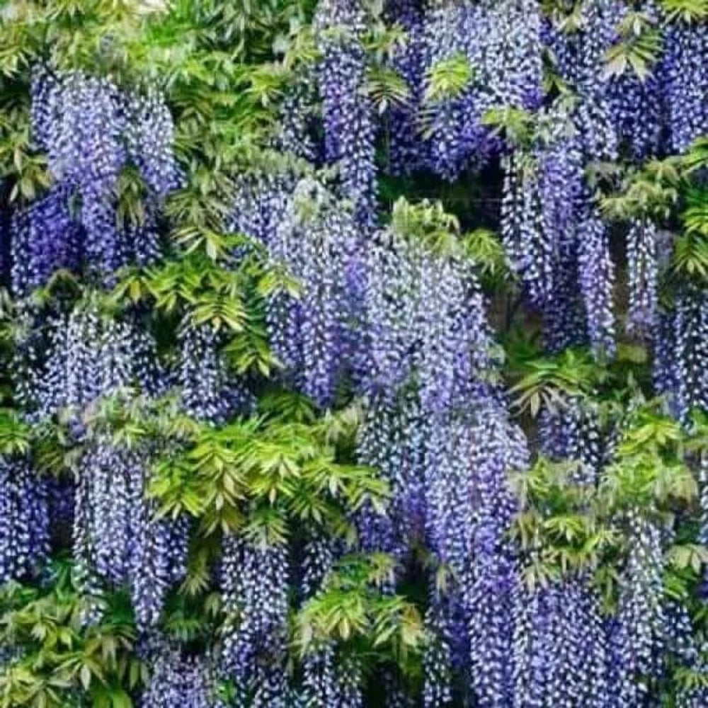 5 Blue Moon Wisteria Vine Climbing Flower Perennial Seeds | www.seedsplantworld.com