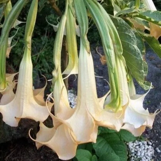 10 Ballet Slipper Angel Trumpet Flowers Brugmansia Datura Perennial Seeds | www.seedsplantworld.com