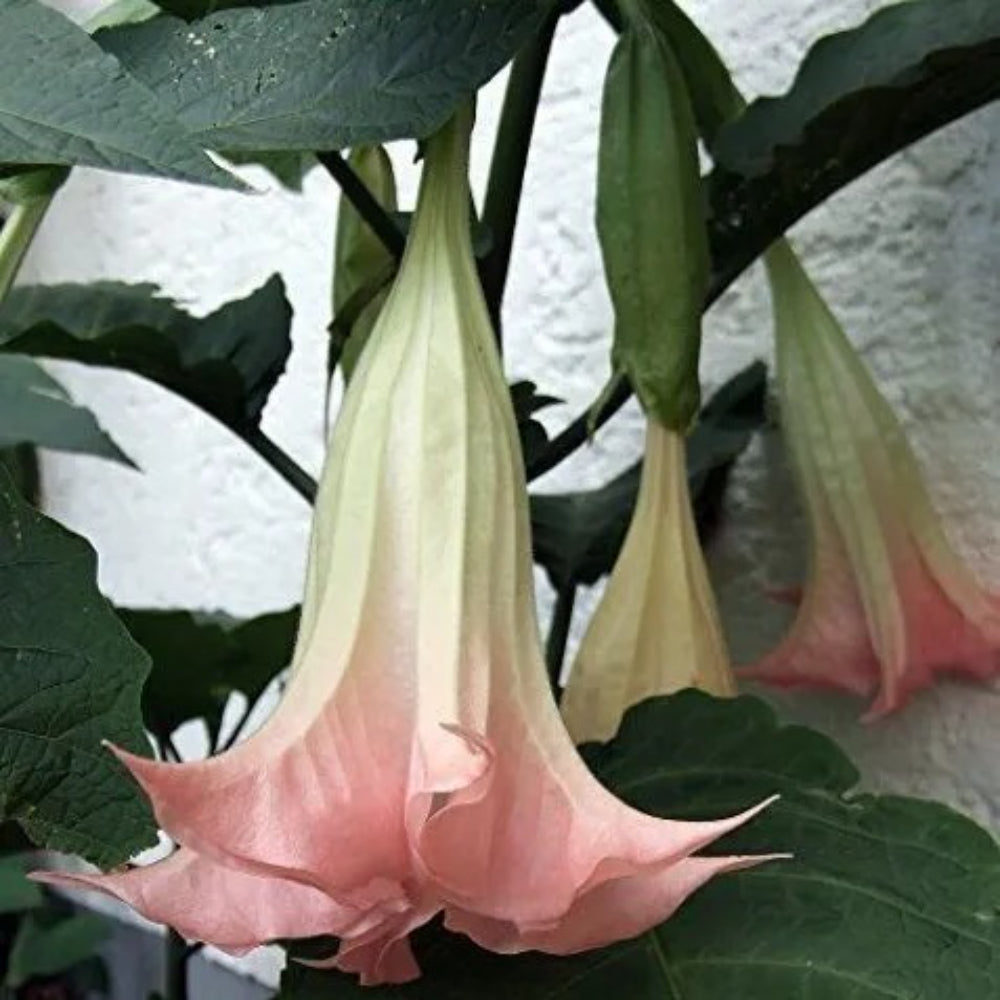 10 Blush Angel Trumpet Flowers Flower Brugmansia Datura Perennial Seeds | www.seedsplantworld.com