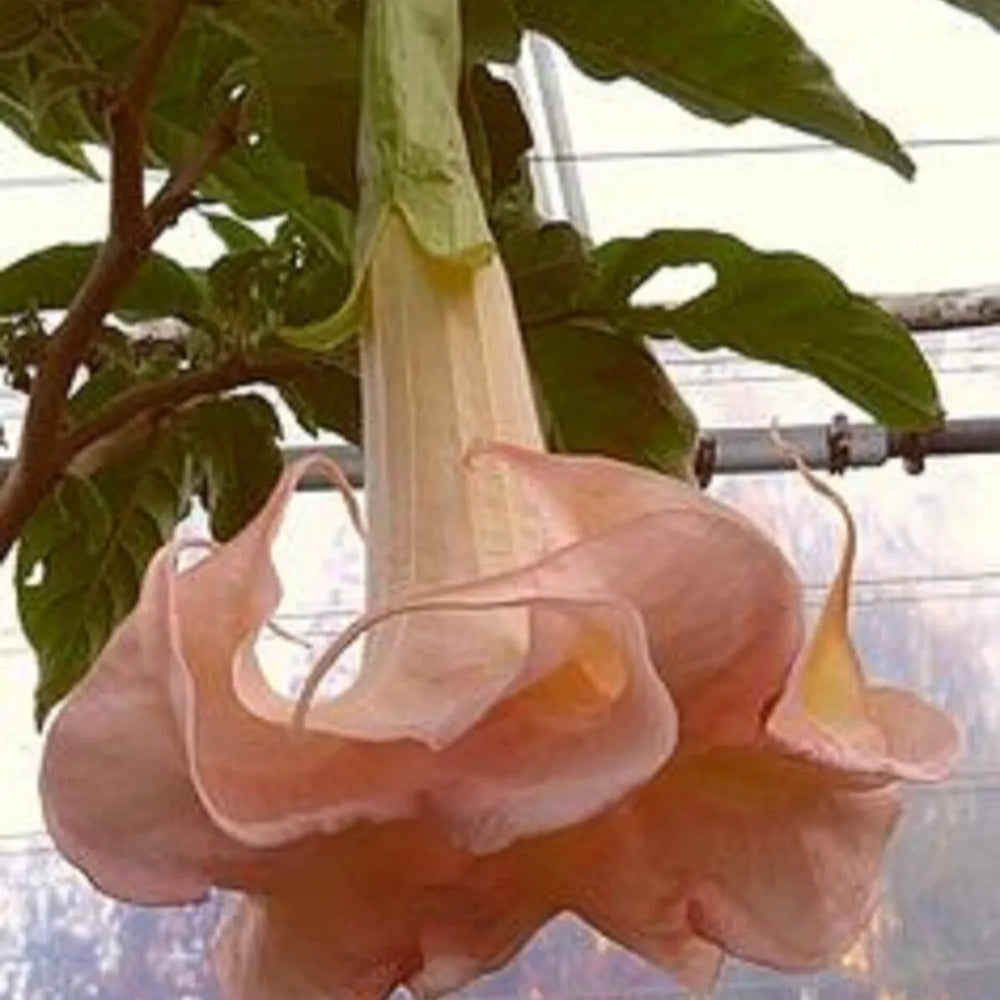 10 Cantaloupe Angel Trumpet Flowers Flower Brugmansia Datura Perennial Seeds | www.seedsplantworld.com