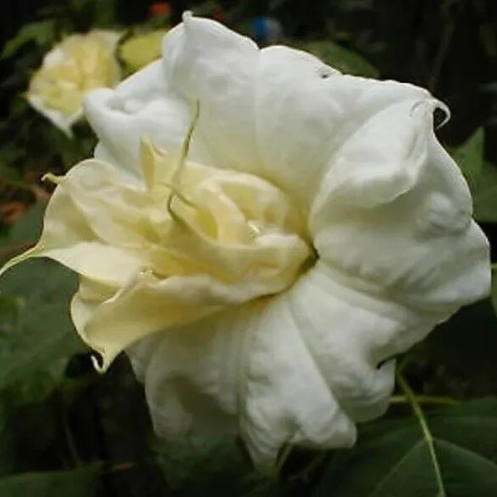 10 Cream Sugar Angel Trumpet Flowers Flower Brugmansia Datura Perennial Seeds | www.seedsplantworld.com