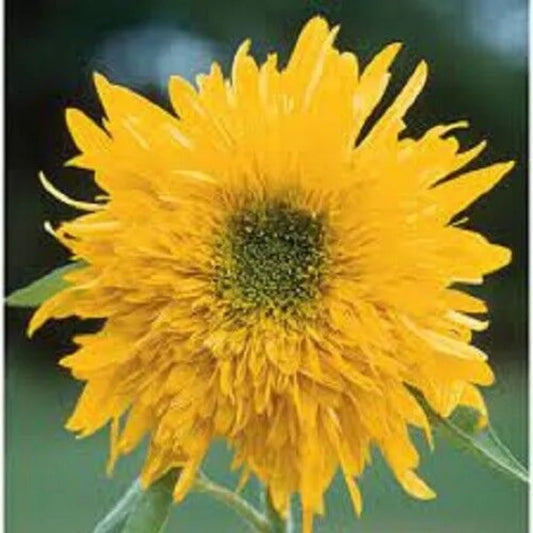 25 Double Quick Sunflower Flowers Flower Bloom Perennial Seeds | www.seedsplantworld.com