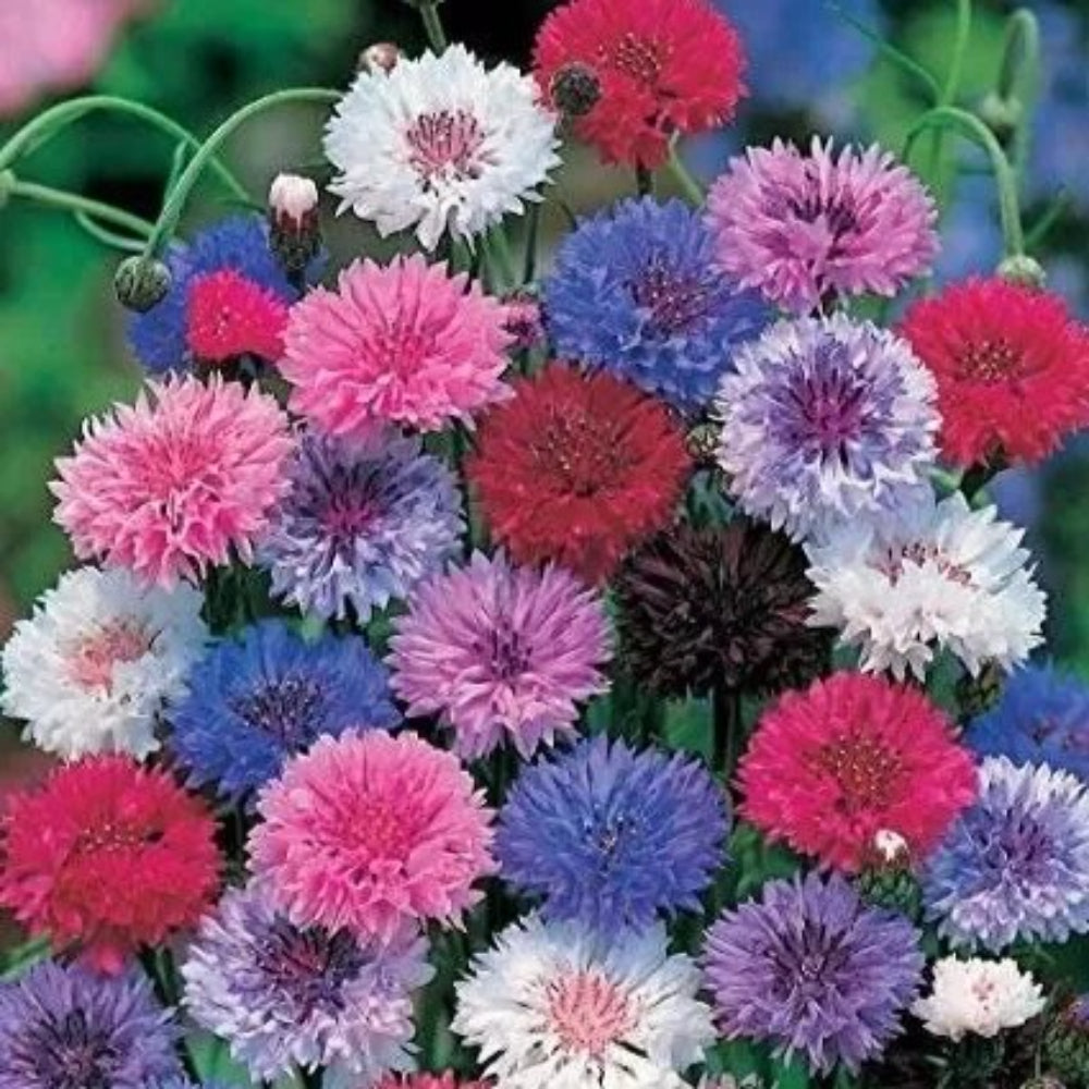 50 Dwarf Mix Bachelor's Button Flower Flowers Annual Seeds | www.seedsplantworld.com