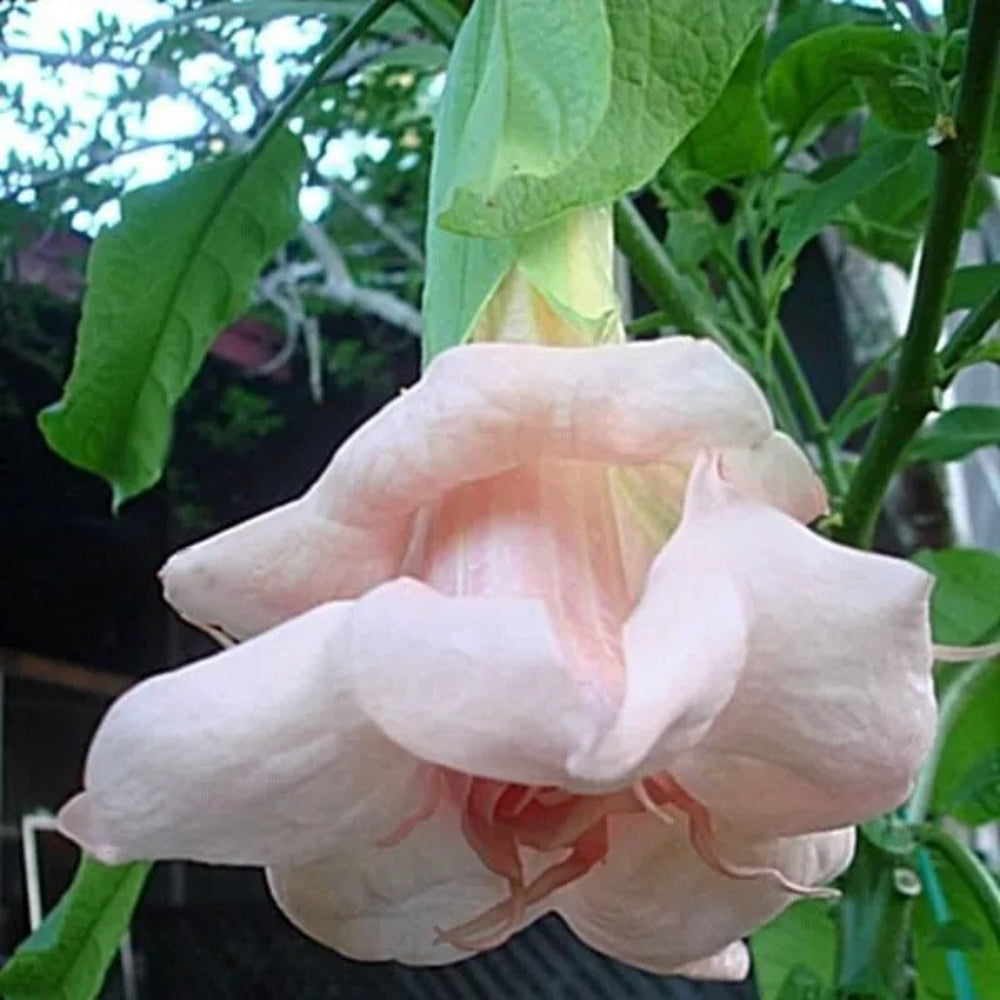 10 DBL Baby Pink Angel Trumpet Flowers Flower Brugmansia Datura Perennial Seeds | www.seedsplantworld.com