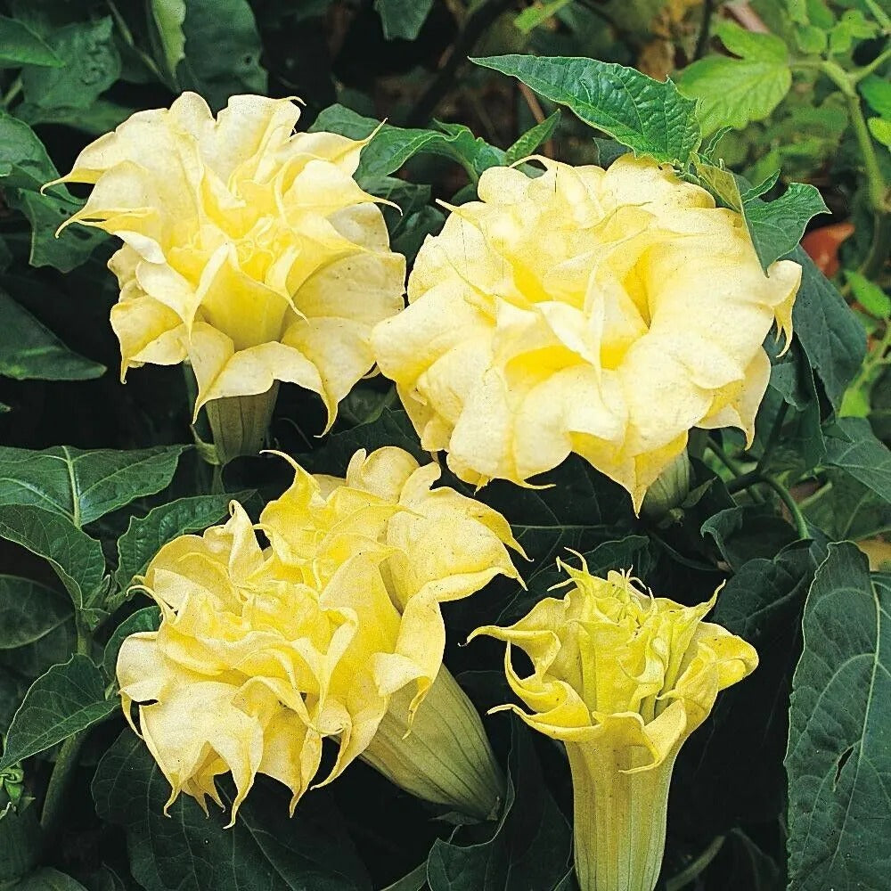 10 DBL Golden Queen Angel Trumpet Flowers Brugmansia Datura Perennial Seeds | www.seedsplantworld.com