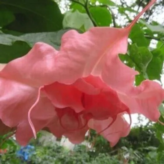 10 Ahavah Angel Trumpet Flowers Brugmansia Datura Perennial Seeds | www.seedsplantworld.com