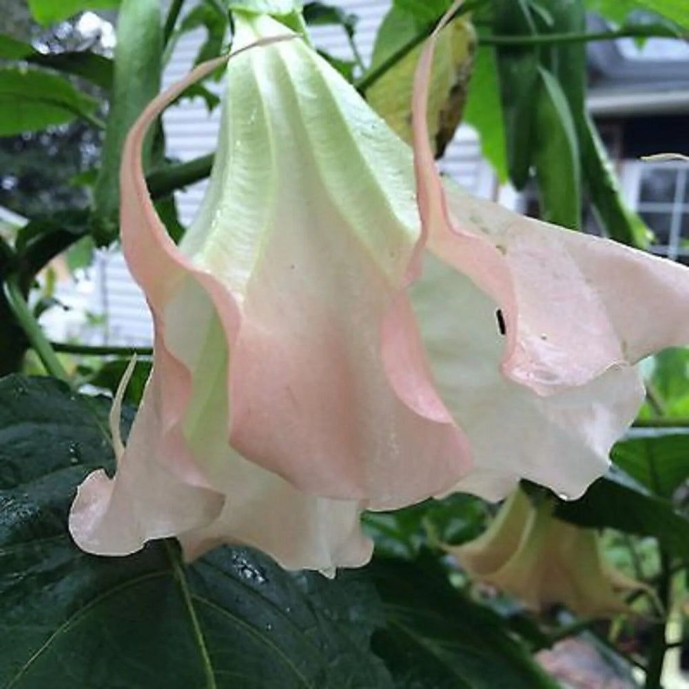 10 Amber Rose Angel Trumpet Flowers Brugmansia Datura Perennial Seeds | www.seedsplantworld.com