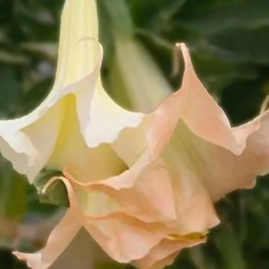 10 Apricot Rose Angel Trumpet Flowers Brugmansia Datura Perennial Seeds | www.seedsplantworld.com