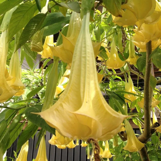 10 Aztec Gold Rose Angel Trumpet Flowers Brugmansia Datura Perennial Seeds | www.seedsplantworld.com