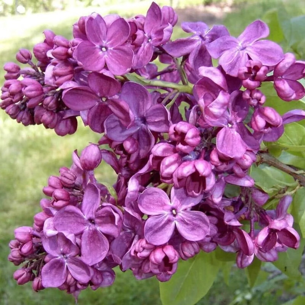 25 Agincourt Beauty Lilac Tree Fragrant Flowers Flower Perennial Seeds | www.seedsplantworld.com