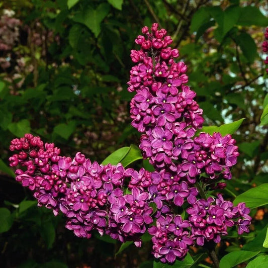 25 Pink Punch Lilac Tree Fragrant Flowers Flower Perennial Seeds | www.seedsplantworld.com