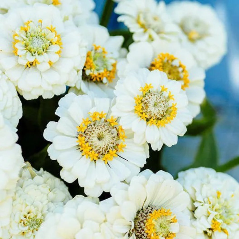 50 Pumila White Zinnia Zinnia Elegans Bloom White Flower Annual Seeds | www.seedsplantworld.com