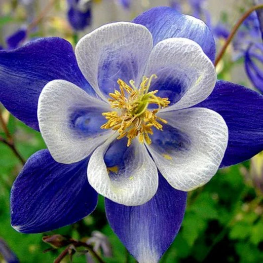 50 Bright Blue White Columbine Flower Flowers Perennial Seeds | www.seedsplantworld.com