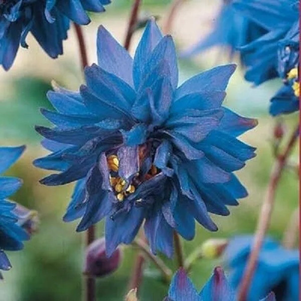 50 Barlow Blue Columbine Flower Flowers Bloom Perennial Seeds | www.seedsplantworld.com