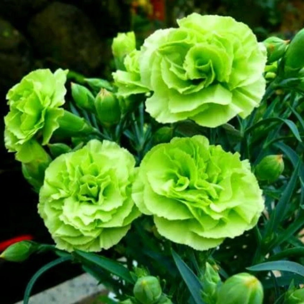 100 Bright Green Carnation Dianthus Flowers Flower Perennial Seeds | www.seedsplantworld.com