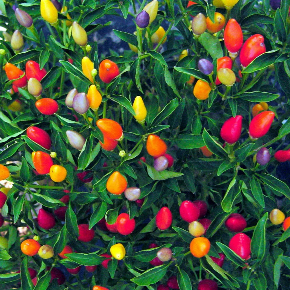 25 Prairie Fire Ornamental Pepper Spicy Plant Perennial Seeds | www.seedsplantworld.com