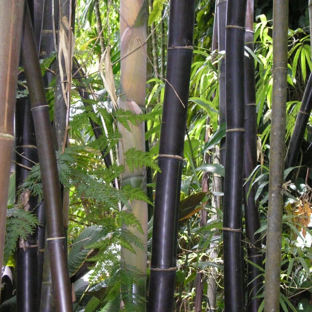 50 Zi Zhu Bamboo Privacy Climbing Garden Clumping Shade Screen Seeds | www.seedsplantworld.com