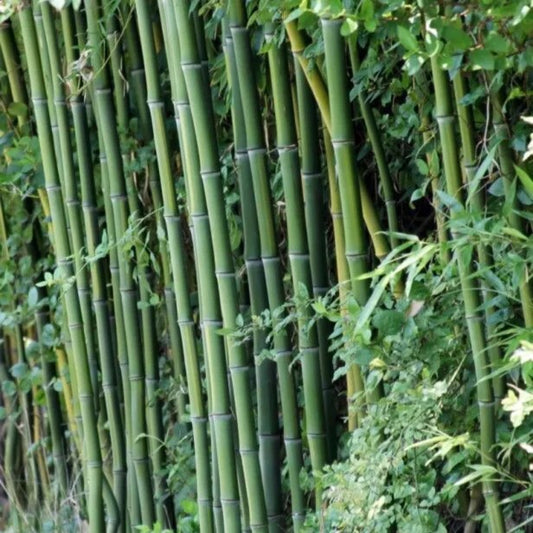 50 Cui Zhu Bamboo Privacy Climbing Garden Clumping Shade Screen Seeds | www.seedsplantworld.com