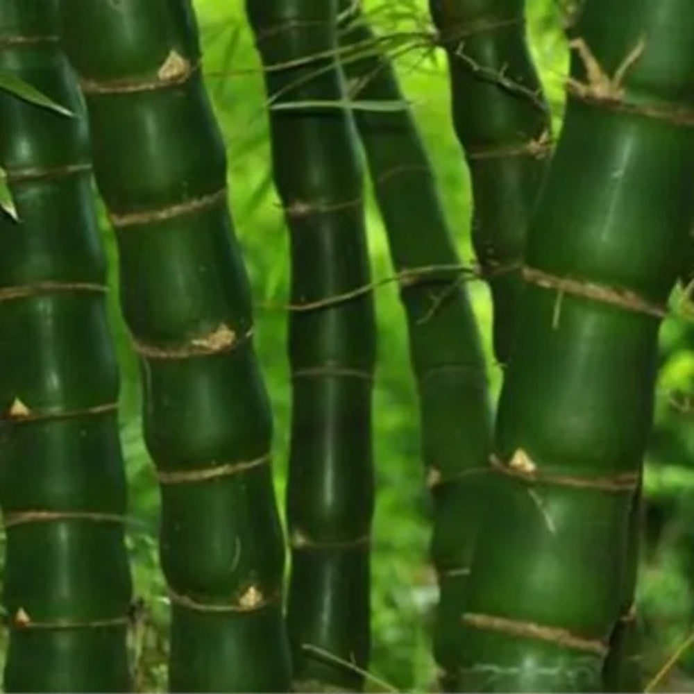 50 Fo Du Zhu Bamboo Privacy Climbing Garden Clumping Shade Screen Seeds | www.seedsplantworld.com