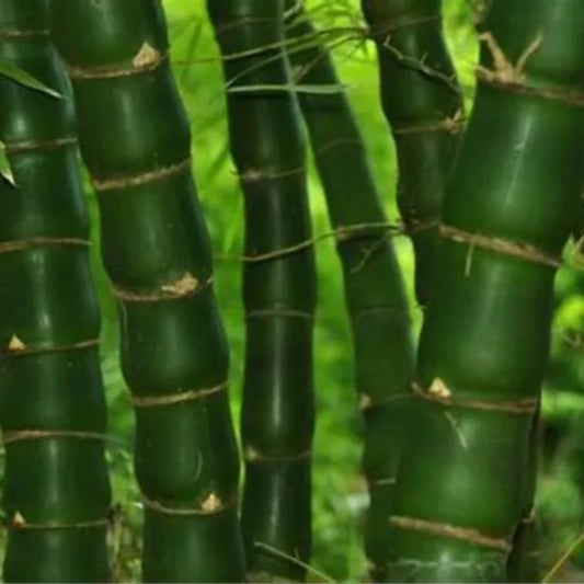 50 Fo Du Zhu Bamboo Privacy Climbing Garden Clumping Shade Screen Seeds | www.seedsplantworld.com