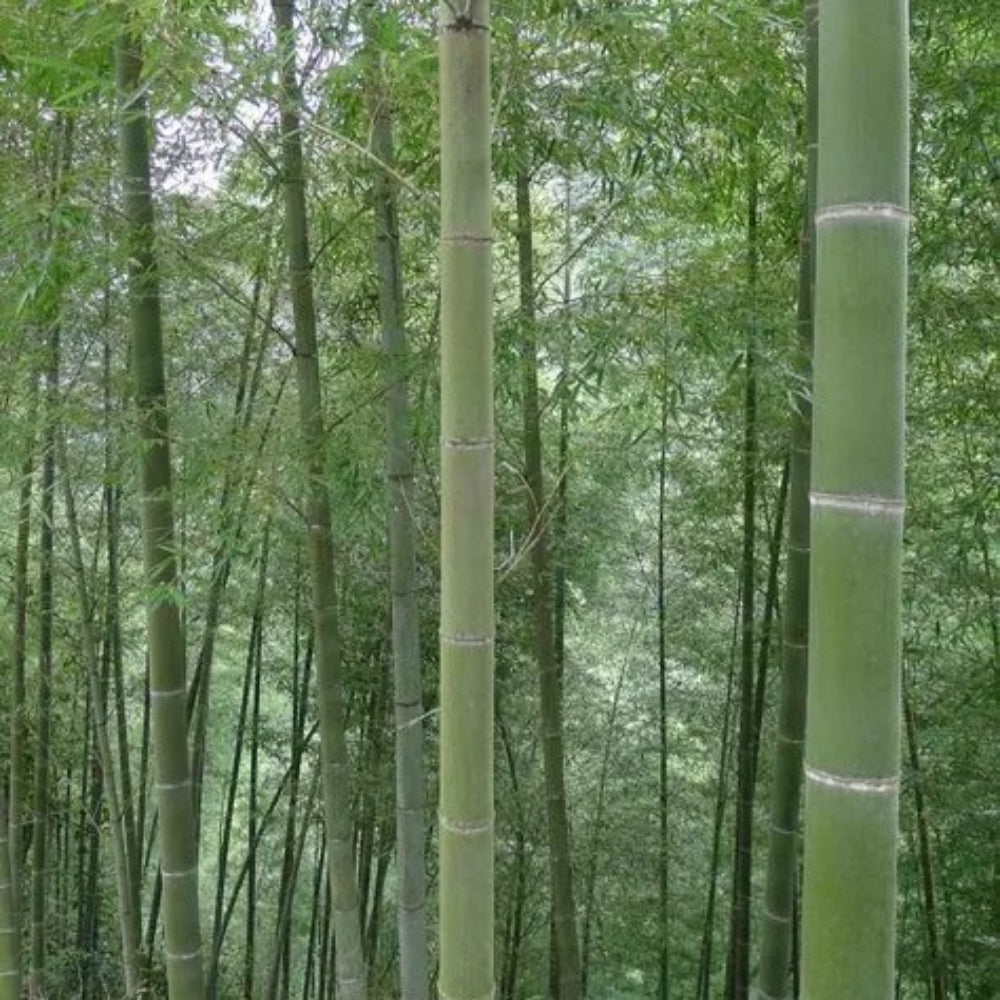 50 Gang Zhu Bamboo Privacy Climbing Garden Clumping Shade Screen Seeds | www.seedsplantworld.com