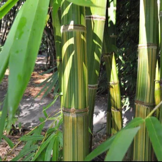 50 Huang Zhu Bamboo Privacy Climbing Garden Clumping Shade Screen Seeds | www.seedsplantworld.com