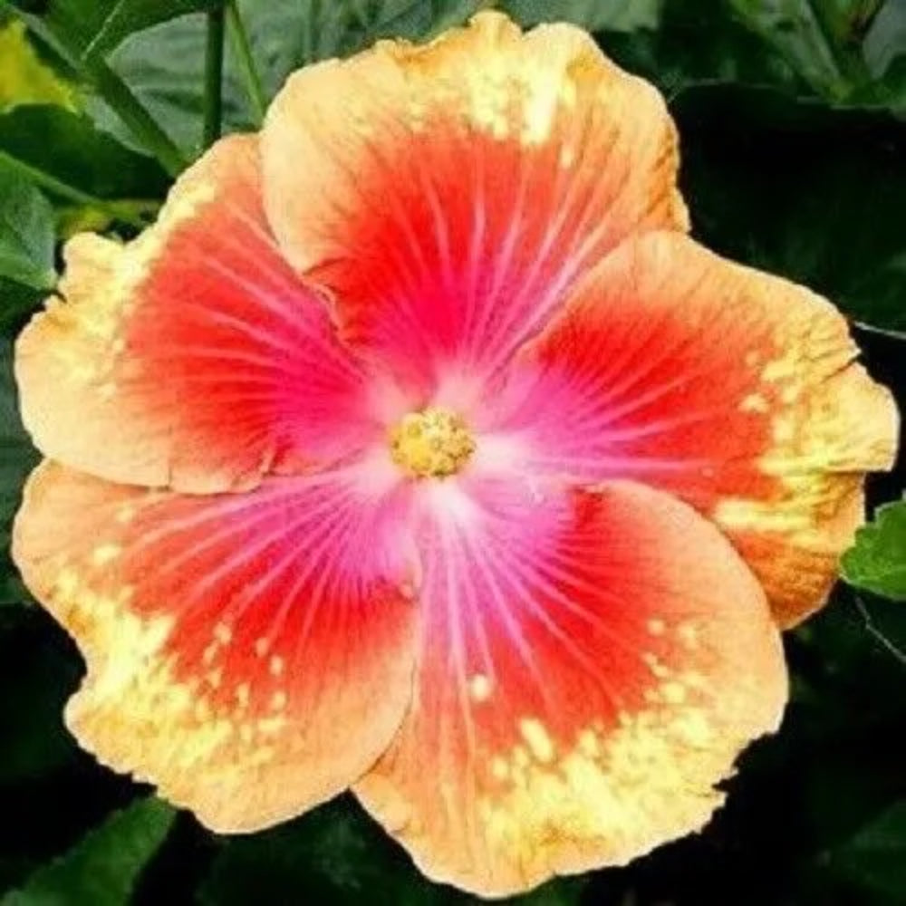 20 Pink Yellow Hibiscus Flowers Flower Bloom Perennial Seeds | www.seedsplantworld.com