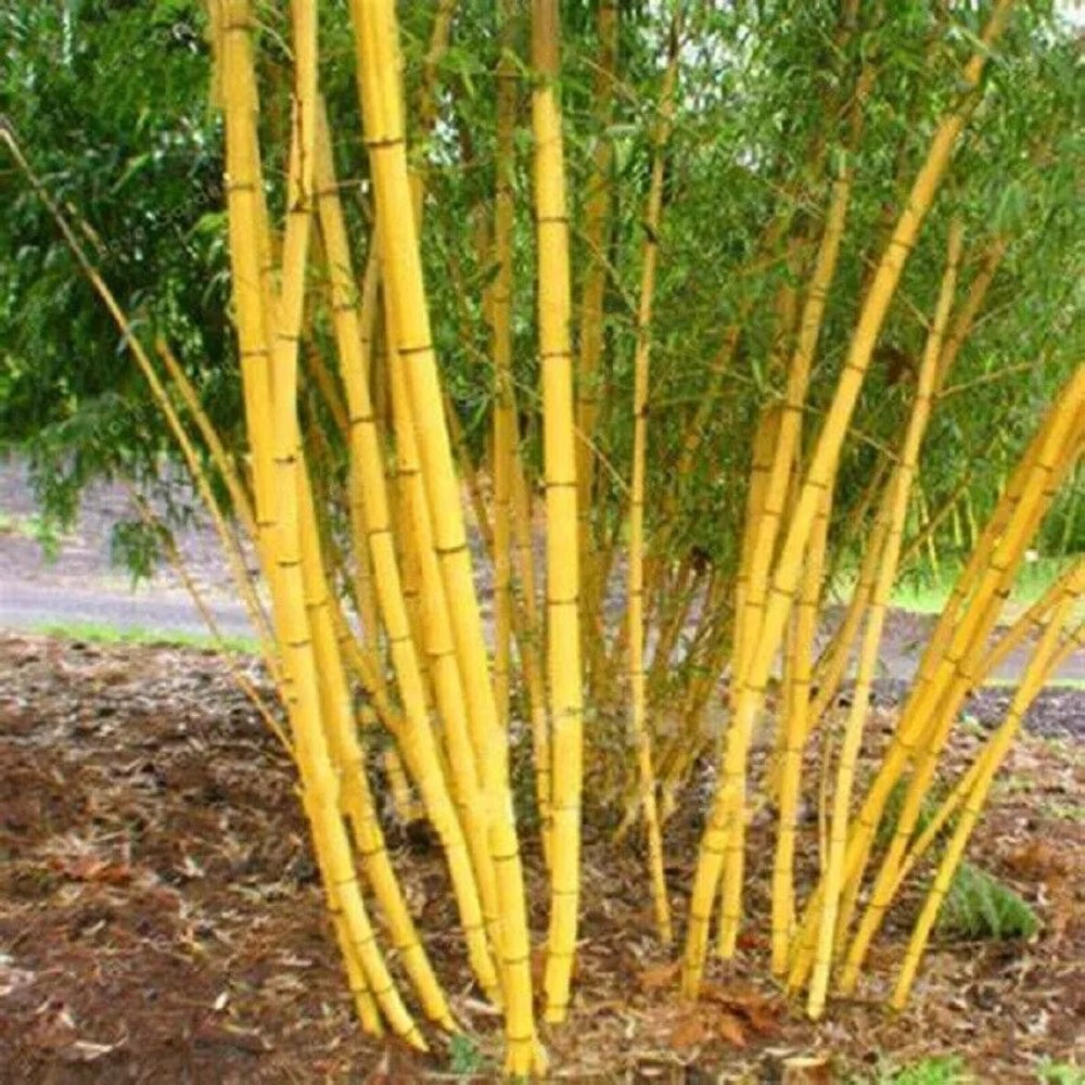 50 Jin Xiang Yu Bamboo Privacy Climbing Garden Clumping Shade Screen Seeds | www.seedsplantworld.com