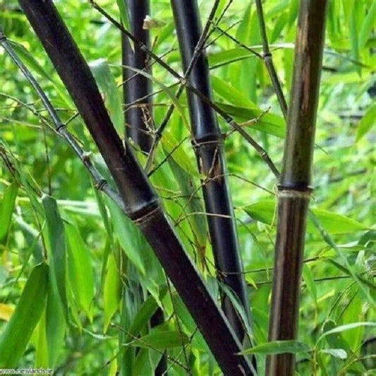 50 Ju Zhu Bamboo Privacy Climbing Garden Clumping Shade Screen Seeds | www.seedsplantworld.com