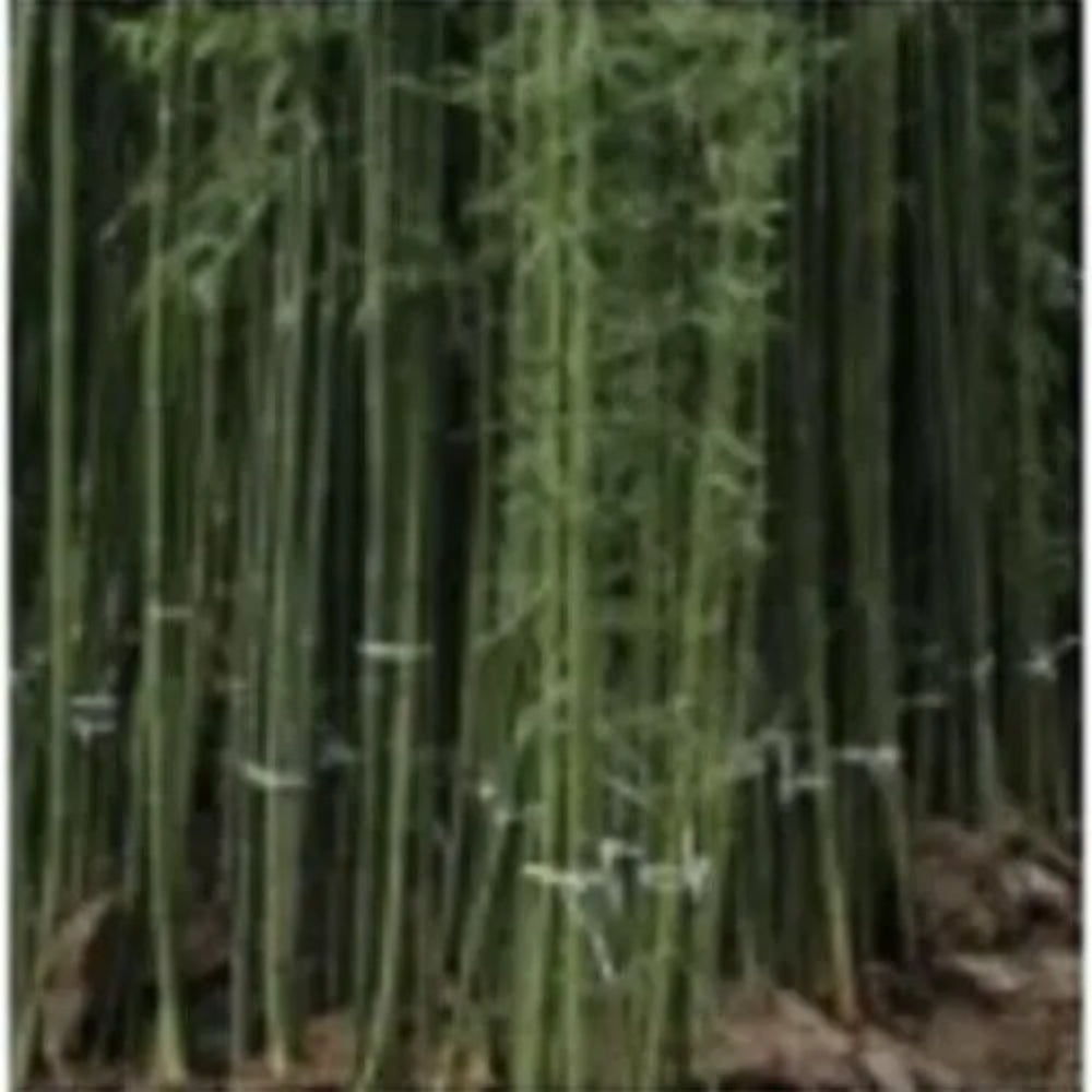 50 Zi Ran Zhu Bamboo Privacy Climbing Garden Clumping Shade Screen Seeds | www.seedsplantworld.com