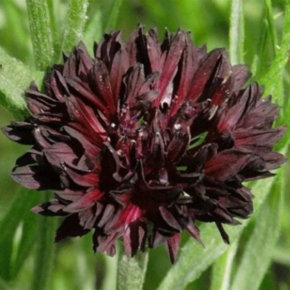 50 Black Cherry Bachelor's Button Flower Flowers Garden Annual Seeds | www.seedsplantworld.com