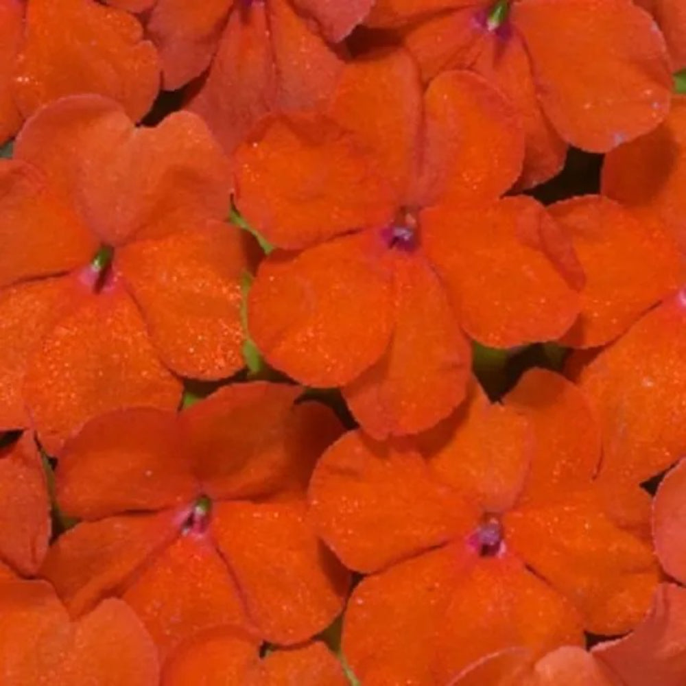 50 Bright Orange Impatients Flower Flowers Bloom Annual Seeds | www.seedsplantworld.com