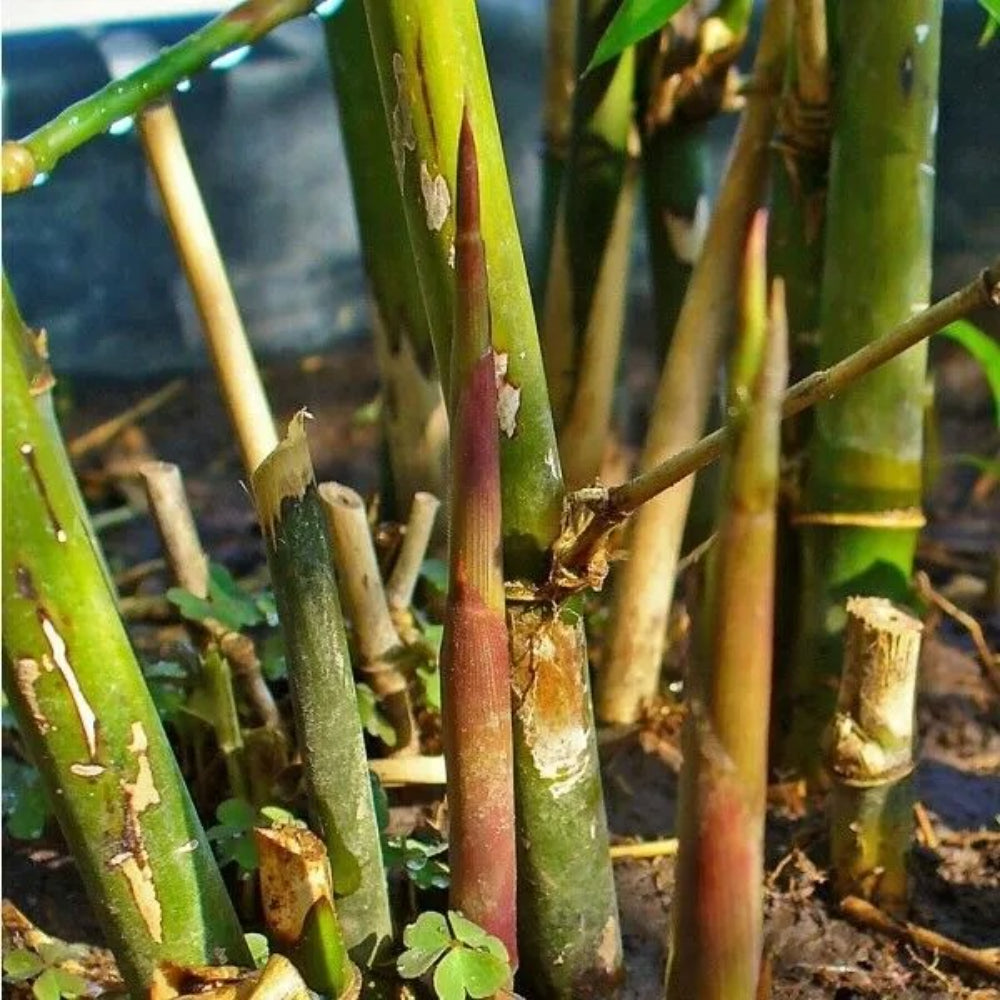 50 Spiny Bamboo Bambusa Arundinacea Poaceae Thorny Stem Plants Seeds | www.seedsplantworld.com