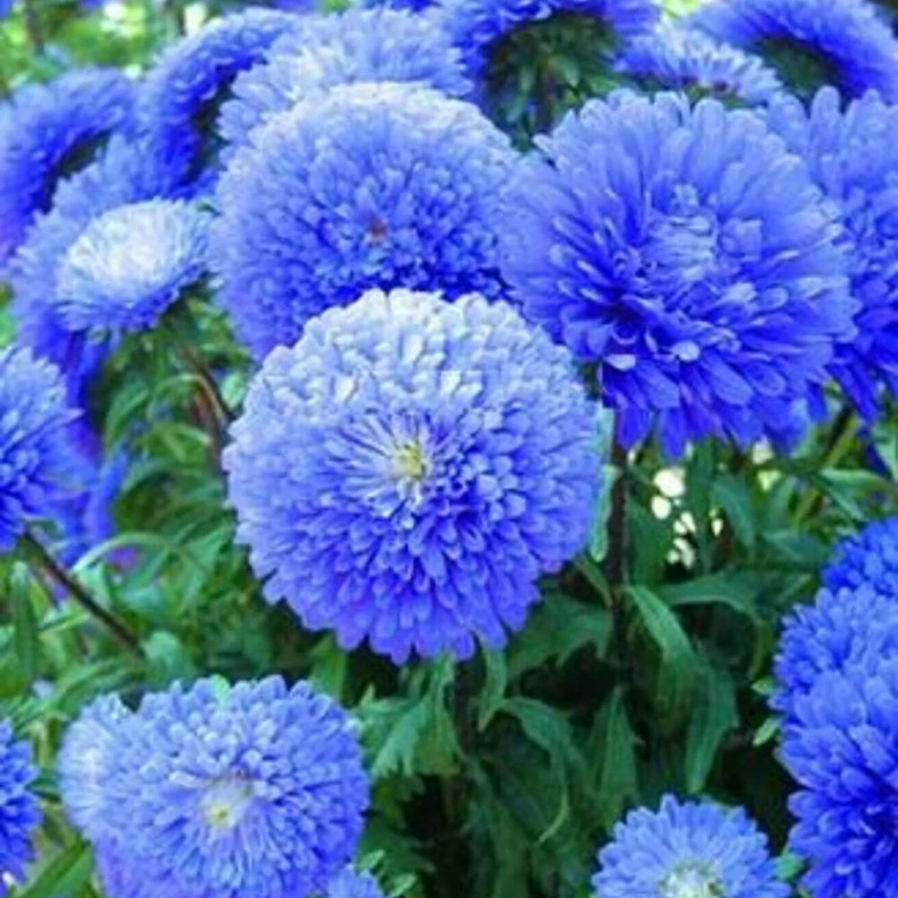 50 Blue Aster Flower Bloom Flowers Spring Seed Wildflower Perennial Seeds | www.seedsplantworld.com