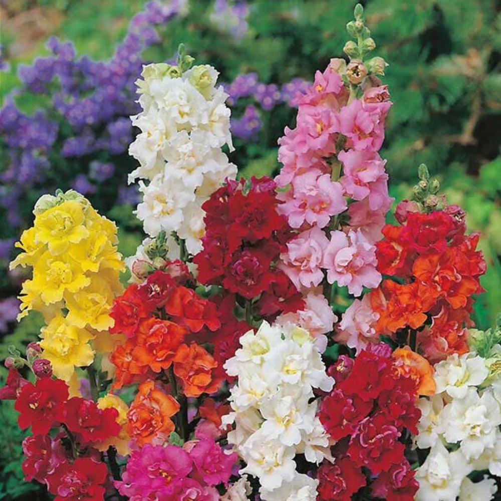 200 Double Mix Snapdragon Flower Flowers Perennial Seeds | www.seedsplantworld.com