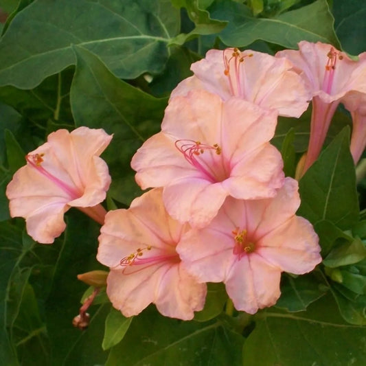 25 Salmon Four O'clock Flowers 4 Flower Perennial Seeds | www.seedsplantworld.com