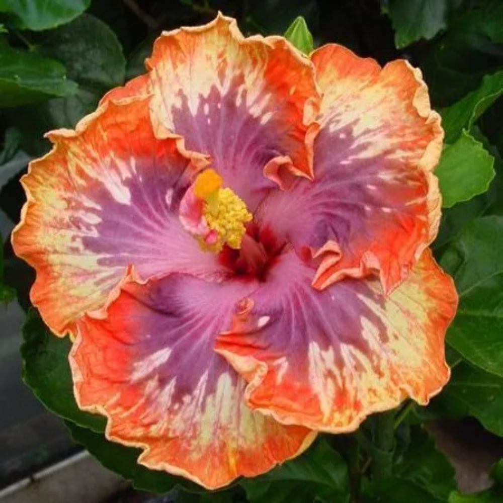 20 Orange Purple Hibiscus Flowers Flower Bloom Perennial Seeds | www.seedsplantworld.com