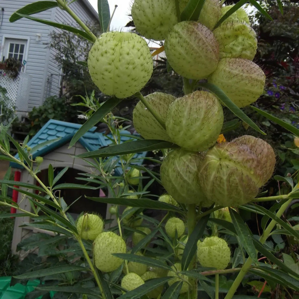 20 Butterfly Balls Hairy Ball Perennial Seeds | www.seedsplantworld.com