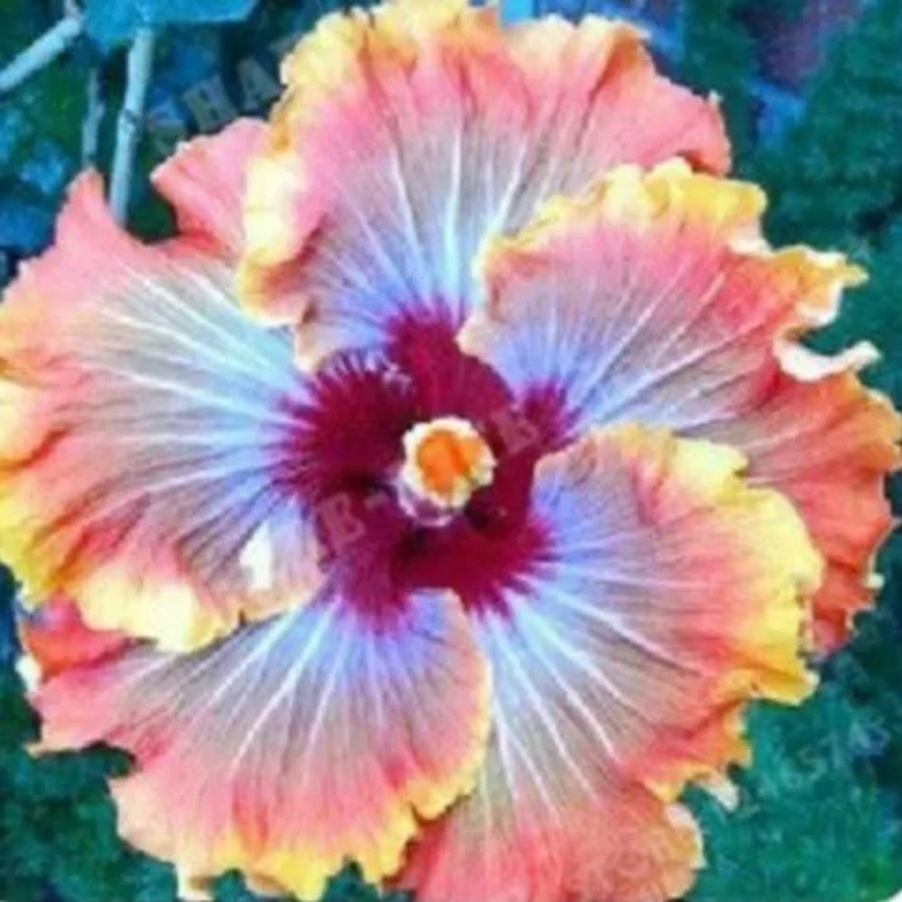 20 Orange Blue Hibiscus Bloom Flower Flowers Perennial Seeds | www.seedsplantworld.com