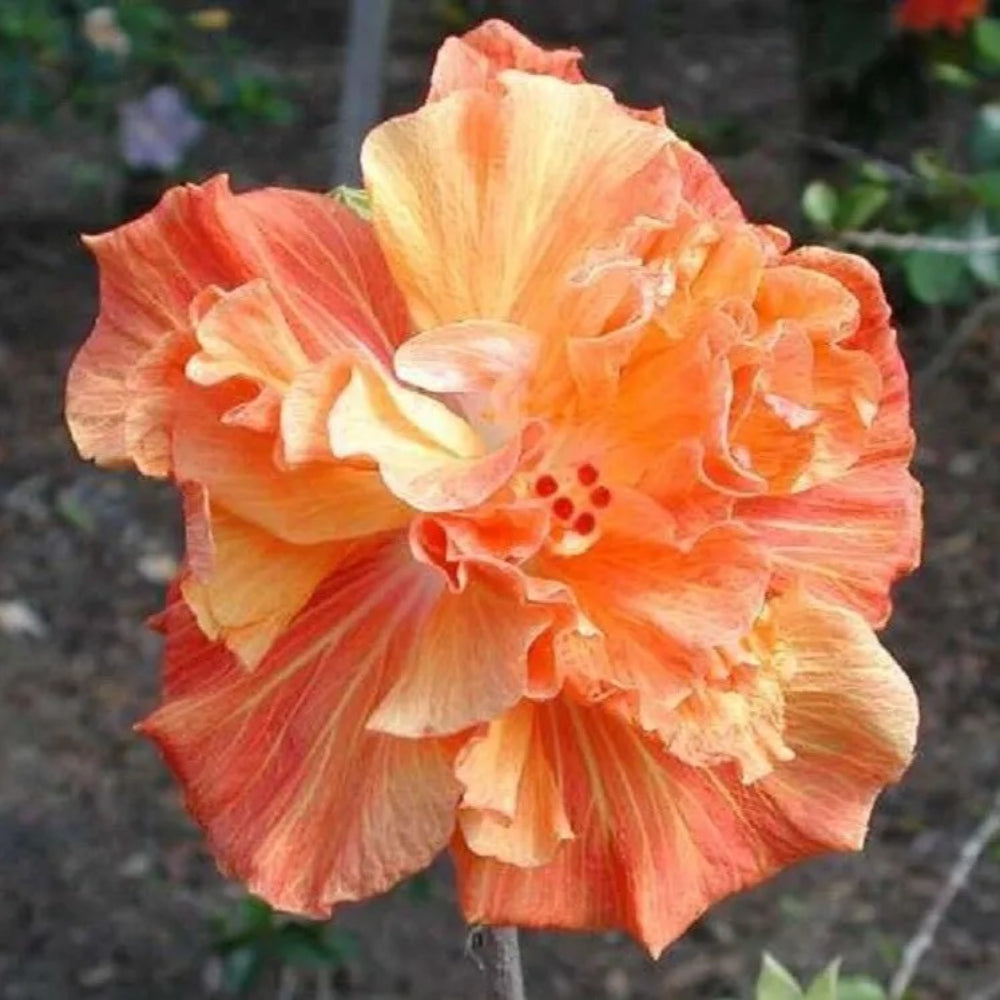 20 Double Yellow Orange Hibiscus Flowers Flower Perennial Seeds | www.seedsplantworld.com