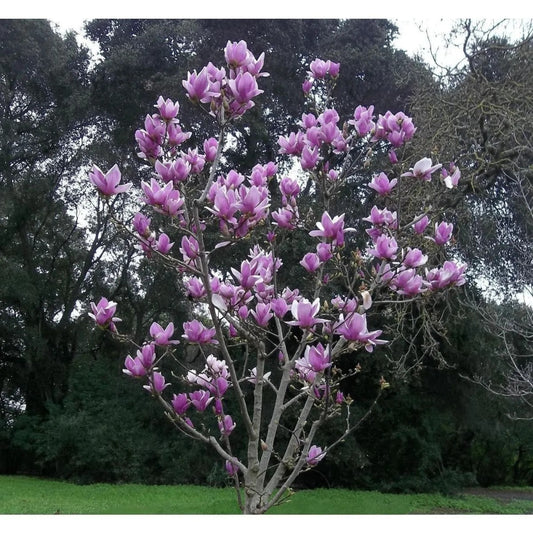 5 Purple Magnolia Lily Flower Fragrant Tulip Tree Seeds | www.seedsplantworld.com