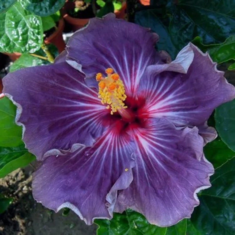 20 Purple Hibiscus Flower Flowers Bloom Perennial Seeds | www.seedsplantworld.com