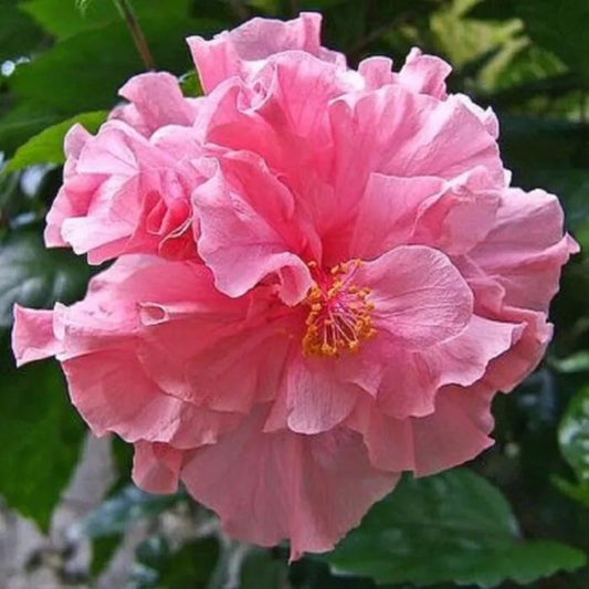 20 Double Pink Hibiscus Hardy Flower Garden Exotic Perennial Seeds | www.seedsplantworld.com