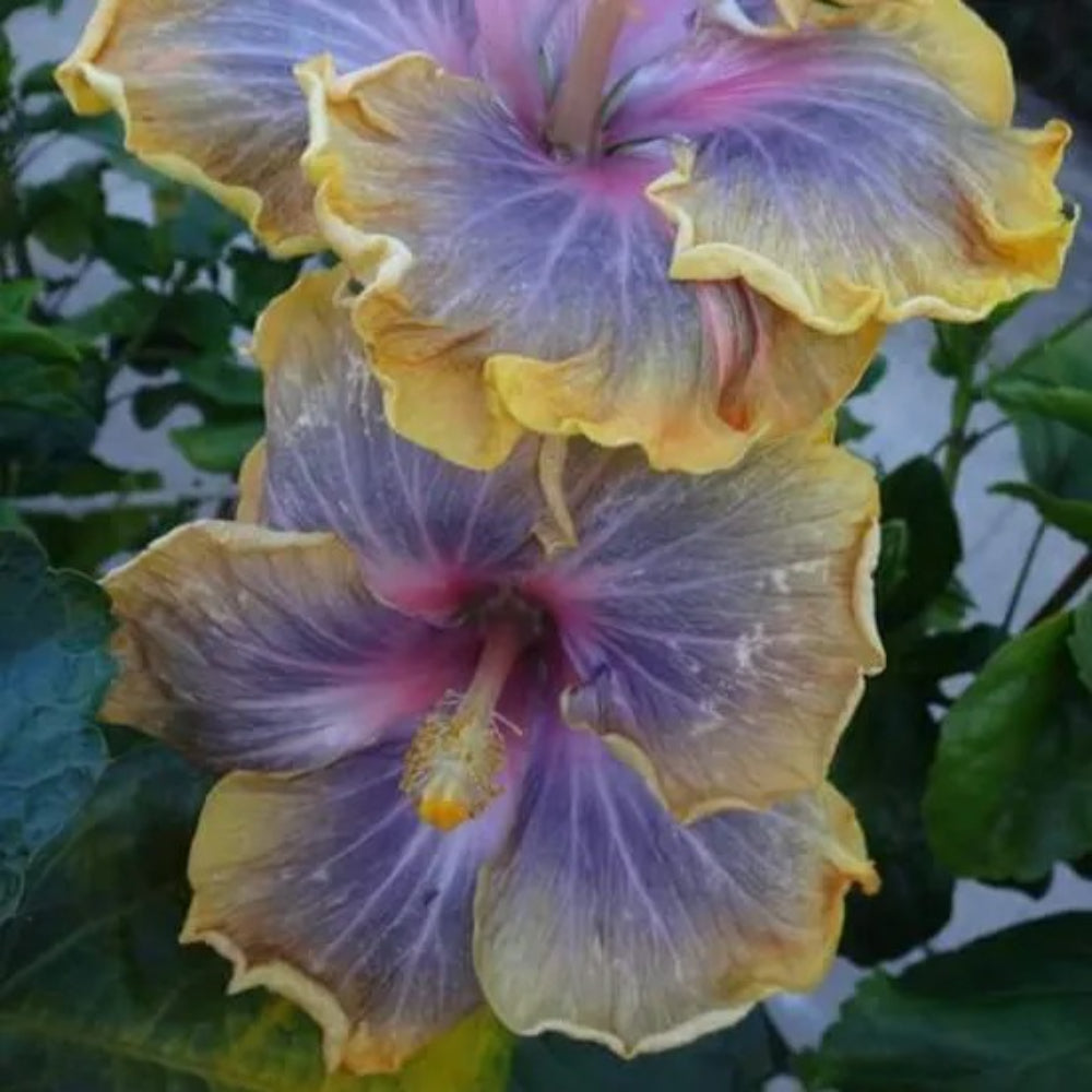 20 Purple Yellow Hibiscus Flower Flowers Perennial Seeds | www.seedsplantworld.com